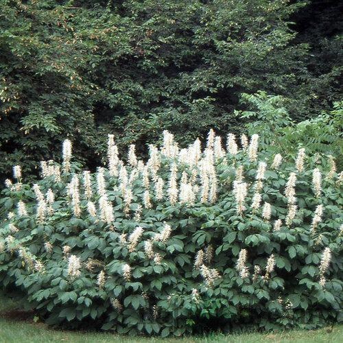 Pagaštan drobnokvetý, výška 125/+ cm, v črepníku Aesculus parviflora