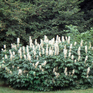 Pagaštan drobnokvetý, výška 125/+ cm, v črepníku Aesculus parviflora