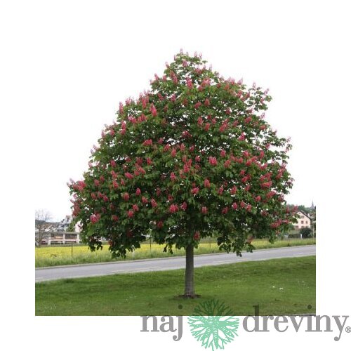 Pagaštan pleťový Briotii, 120/140  cm, v črepníku Aesculus carnea Briotii