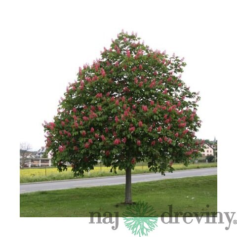 Pagaštan pleťový Briotii, 120/140  cm, v črepníku Aesculus carnea Briotii