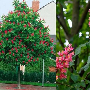Pagaštan pleťový Briotii, výška 250/350 cm, obvod kmienka 8/10 cm v črepníku Aesculus carnea Briotii