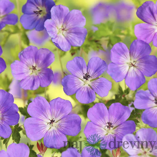 Pakost Azure Rush, v črepníku P9 Geranium Azure Rush