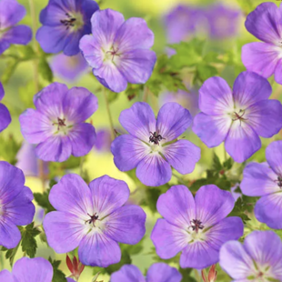 Pakost Azure Rush, v črepníku P9 Geranium Azure Rush