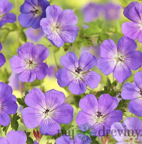 Pakost Azure Rush, v črepníku P9 Geranium Azure Rush
