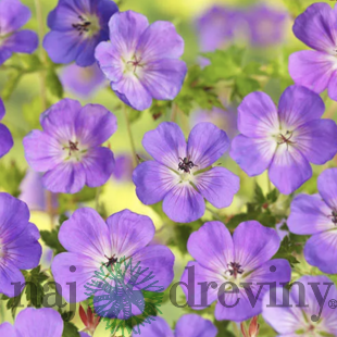 Pakost Azure Rush, v črepníku P9 Geranium Azure Rush