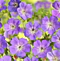 Pakost Azure Rush, v črepníku P9 Geranium Azure Rush