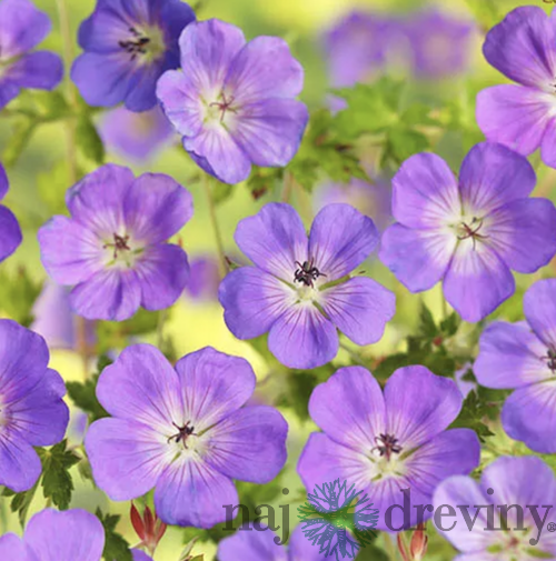 Pakost Azure Rush, v črepníku P9 Geranium Azure Rush