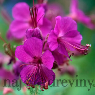 Pakost Bevan‘s Variety, v črepníku 2l Geranium Bevan‘s Variety