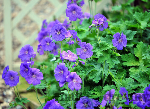 Pakost Johnson‘s Blue, v črepníku Geranium Johnson‘s Blue
