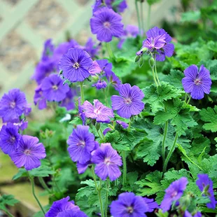 Pakost Johnson‘s Blue, v črepníku Geranium Johnson‘s Blue
