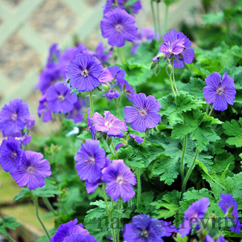 Pakost Johnson‘s Blue, v črepníku Geranium Johnson‘s Blue