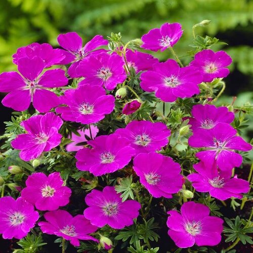 Pakost krvavý ‘Max Frei‘ 15/25 cm v črepníku 2l Geranium sanguineum ‘Max Frei‘