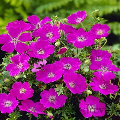 Pakost krvavý ‘Max Frei‘ 15/25 cm v črepníku 2l Geranium sanguineum ‘Max Frei‘