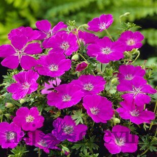 Pakost krvavý ‘Max Frei‘ 15/25 cm v črepníku 2l Geranium sanguineum ‘Max Frei‘