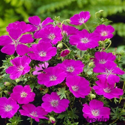 Pakost krvavý ‘Max Frei‘ 15/25 cm v črepníku 2l Geranium sanguineum ‘Max Frei‘