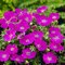 Pakost krvavý ‘Max Frei‘ 15/25 cm v črepníku 2l Geranium sanguineum ‘Max Frei‘
