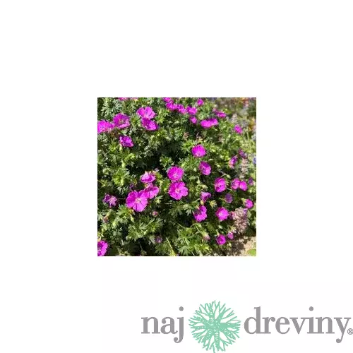 Pakost krvavý Max Frei, výška 10/15 cm, v črepníku P9 Geranium sanguineum ‘Max Frei‘