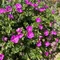 Pakost krvavý Max Frei, výška 10/15 cm, v črepníku P9 Geranium sanguineum ‘Max Frei‘