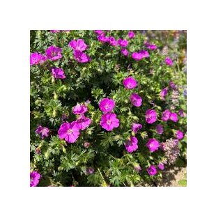 Pakost krvavý Max Frei, výška 10/15 cm, v črepníku P9 Geranium sanguineum ‘Max Frei‘