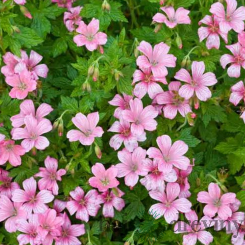 Pakost Pink Penny 25/35 cm, v črepníku 5L Geranium Pink Penny