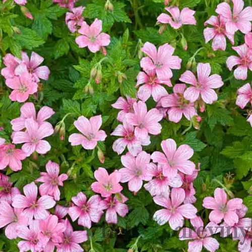 Pakost Pink Penny 25/35 cm, v črepníku 5L Geranium Pink Penny