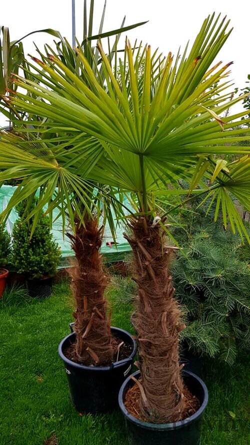 Palma mrazuvzdorná konopná výška 80/100cm, v črepníku