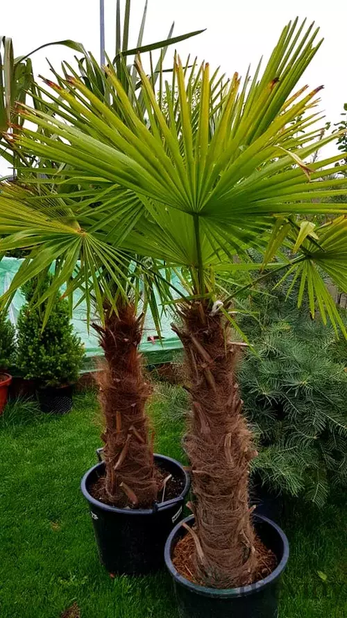 Palma mrazuvzdorná konopná výška 80/100cm, v črepníku