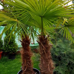 Palma mrazuvzdorná konopná výška 80/100cm, v črepníku