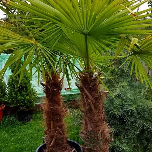 Palma mrazuvzdorná konopná výška 80/100cm, v črepníku