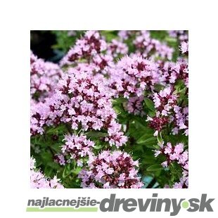 Pamajorán Compactum, výška 10/15 cm, v črepníku P9 Origanum vulg. Compactum