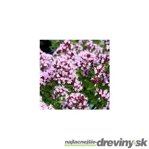 Pamajorán Compactum, výška 10/15 cm, v črepníku P9 Origanum vulg. Compactum