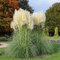 Pampová tráva - biela, výška 180/200 cm, v črepníku 7l Cortaderia selloana