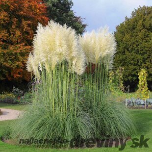 Pampová tráva - biela, výška 180/200 cm, v črepníku 7l Cortaderia selloana
