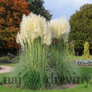 Pampová tráva - biela, výška 90/110 cm, v črepníku 7l Cortaderia selloana