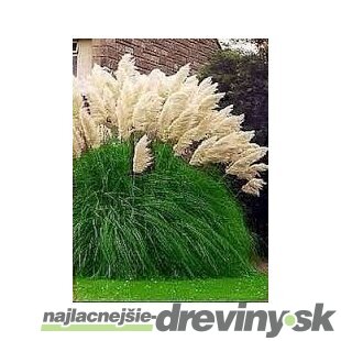 Pampová tráva Kortadéria biela 40/60 cm, v črepníku Cortaderia Selloana 