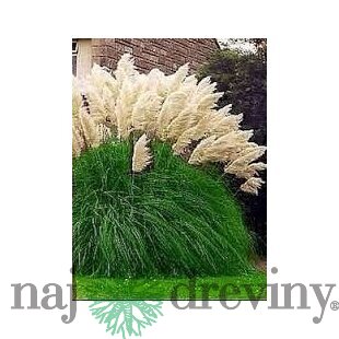 Pampová tráva Kortadéria biela 40/60 cm, v črepníku Cortaderia Selloana 
