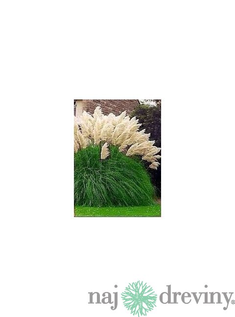 Pampová tráva Kortadéria biela 40/60 cm, v črepníku Cortaderia Selloana 