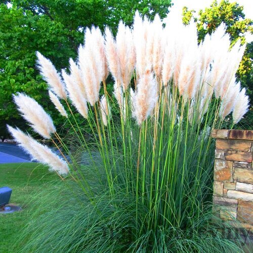 Pampová tráva Kortadéria biela 80/100 cm, v črepníku Cortaderia Selloana alba
