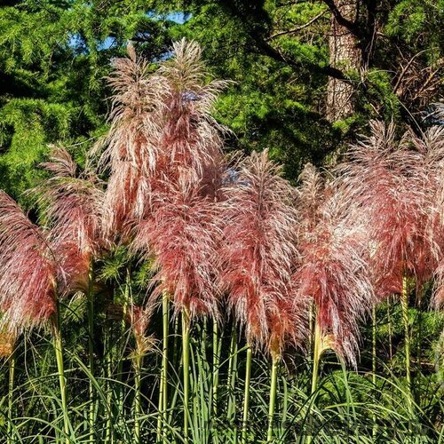 Pampová tráva - kortadéria ‘Red Mistral‘, výška 30/+ cm, v črepníku 3l Cortaderia ‘Red Mistral‘