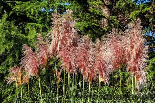 Pampová tráva - kortadéria ‘Red Mistral‘, výška 30/+ cm, v črepníku 3l Cortaderia ‘Red Mistral‘