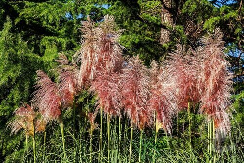 Pampová tráva - kortadéria ‘Red Mistral‘, výška 30/+ cm, v črepníku 3l Cortaderia ‘Red Mistral‘