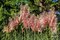 Pampová tráva - kortadéria ‘Red Mistral‘, výška 30/+ cm, v črepníku 3l Cortaderia ‘Red Mistral‘