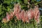 Pampová tráva - kortadéria ružová‘, výška 20/50 cm, v črepníku 3l Cortaderia ‘Rose Mistral‘