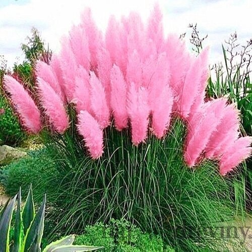 Pampová tráva ružová, výška 40/60 cm, v črepníku 2l Erianthus Ravennae rosa