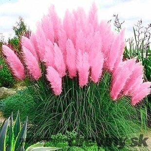 Pampová tráva ružová, výška 40/60 cm, v črepníku 2l Erianthus Ravennae rosa