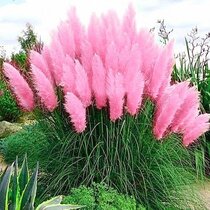 Pampová tráva ružová, výška 80/110 cm, v črepníku 2l Erianthus Ravennae rosa