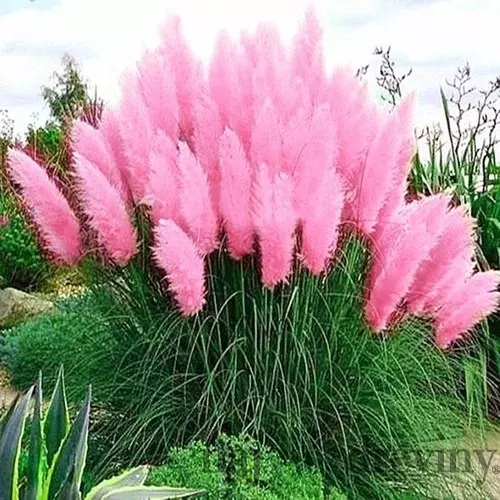 Pampová tráva ružová, výška 80/110 cm, v črepníku 2l Erianthus Ravennae rosa