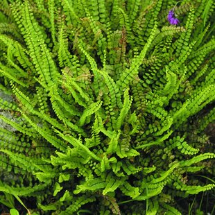 Papraď Asplenium, v črepníku P9 Asplenium trichomanes ‘Petra‘