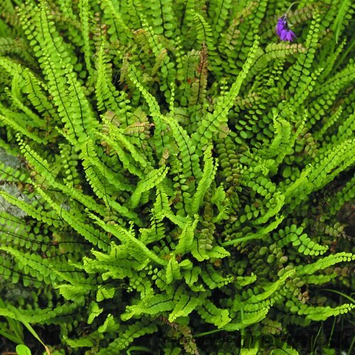 Papraď Asplenium, v črepníku P9 Asplenium trichomanes ‘Petra‘