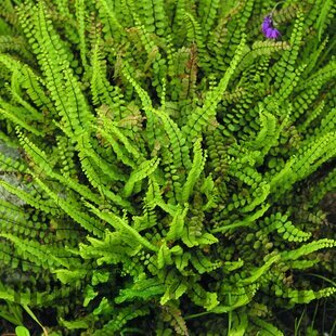 Papraď Asplenium, v črepníku P9 Asplenium trichomanes ‘Petra‘